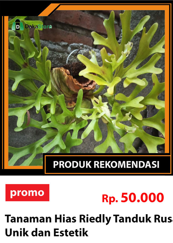 tanduk rusa