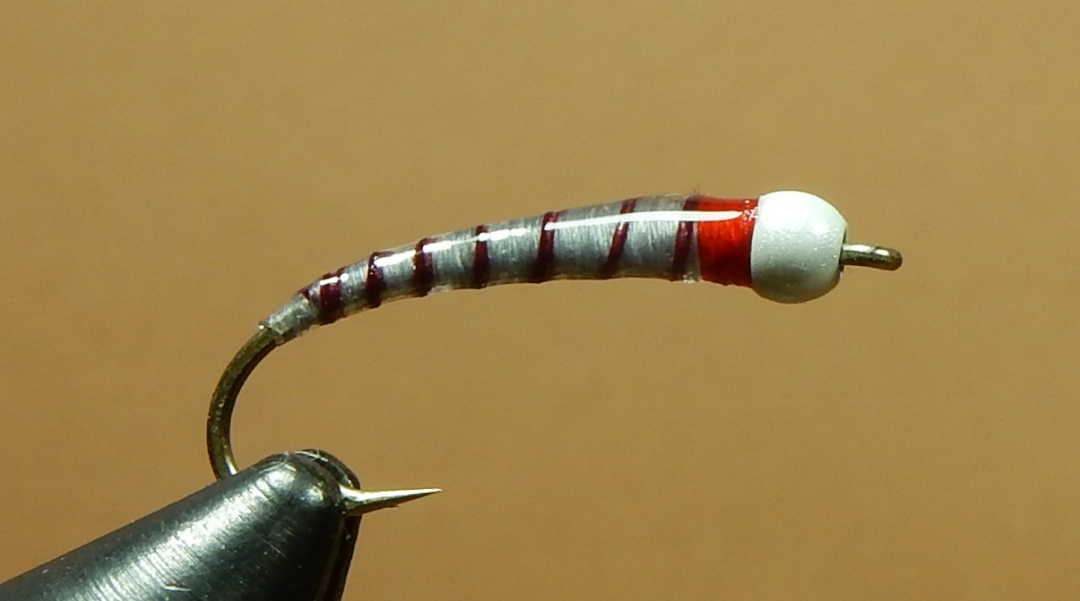 Dull-Pupa-1080.jpg