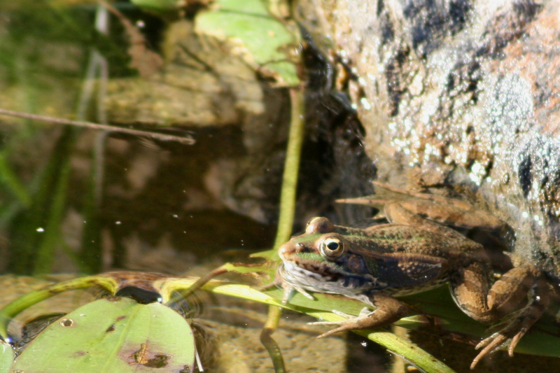 IMG_0297-800-Pelophylax-perezi.jpg