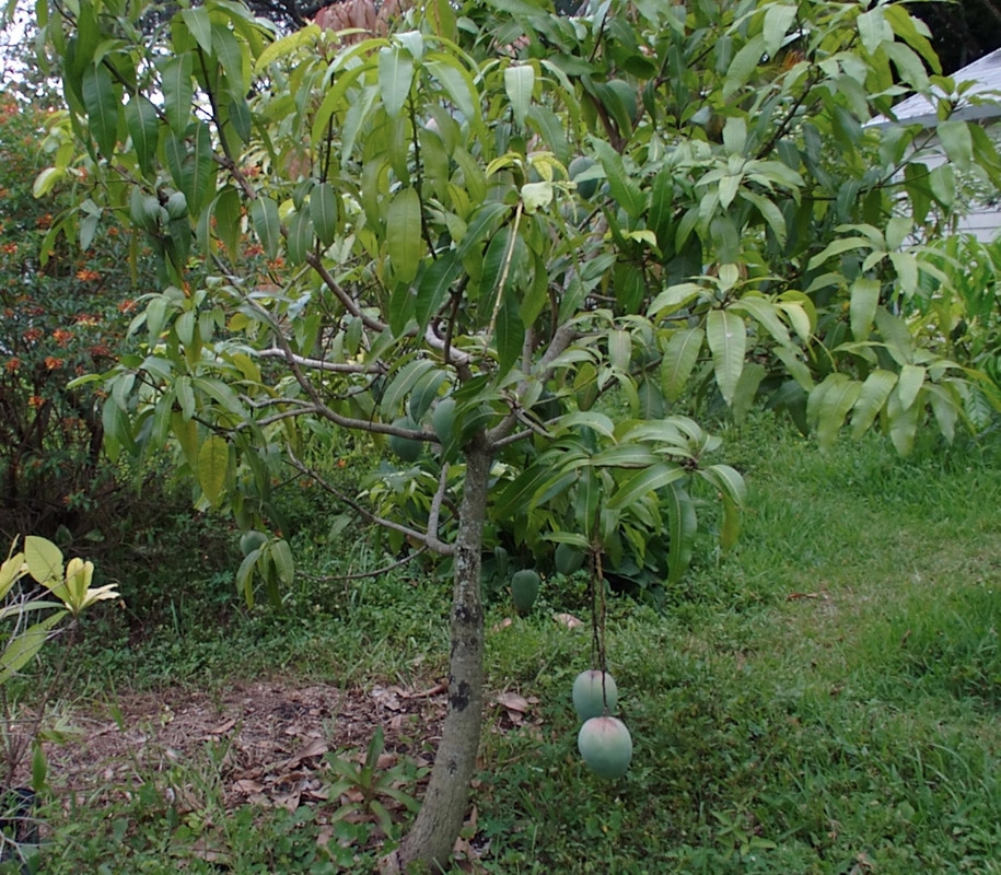 lastmango87654