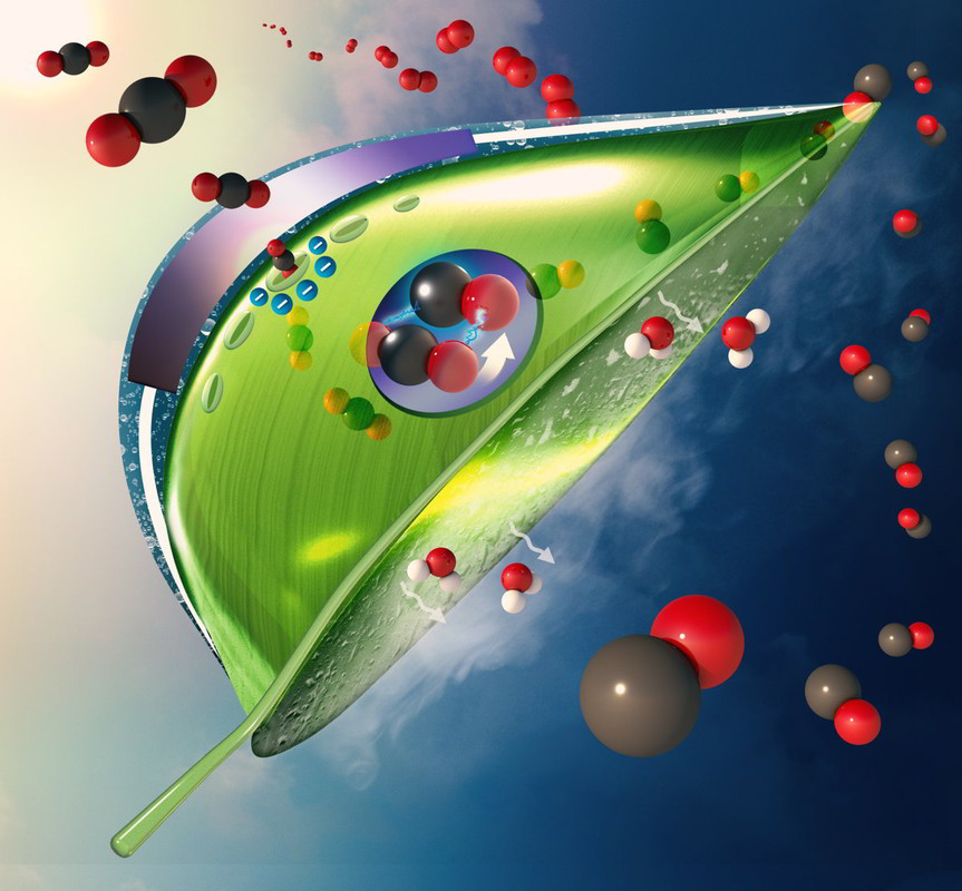 Foglia artificiale che cattura 100 volte più carbonio