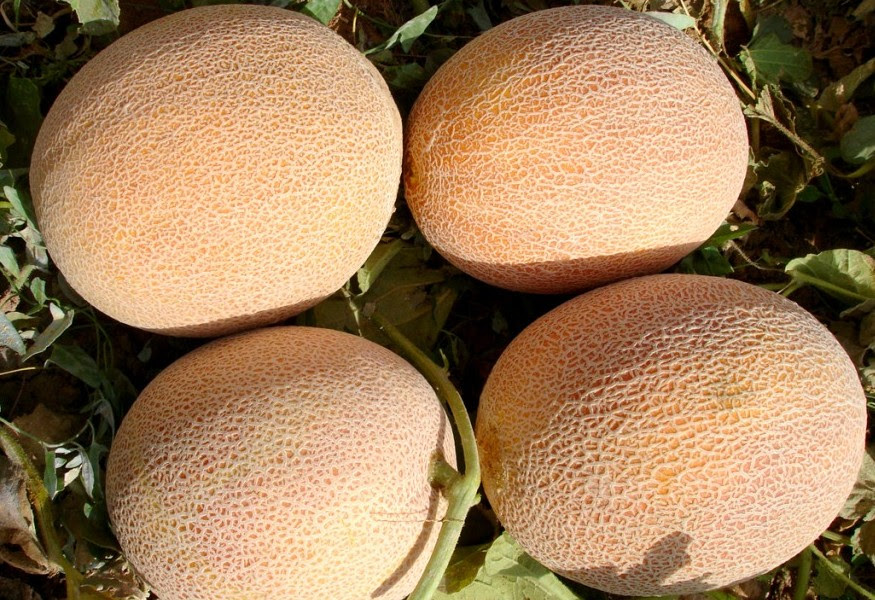 Kép