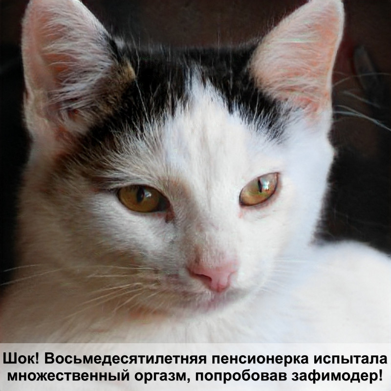 большая кошка окрас леопарда