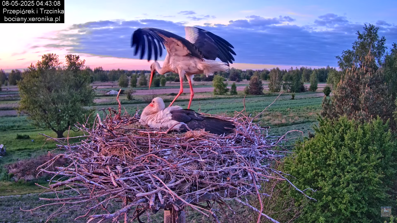 08052025bociany3