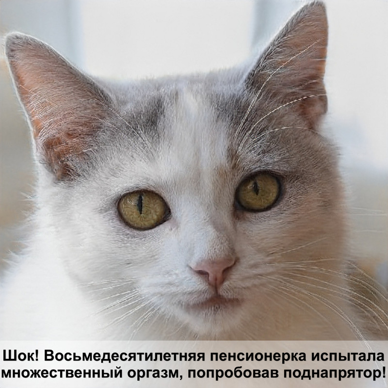 самая редкая кошка чаузи