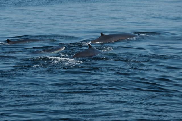 DOS SEMANAS EN EL ESTE DE CANADÁ (ONTARIO Y QUÉBEC) - Blogs de Canada - Avistamiento de ballenas, Fiordo de Saguenay y Desbiens (4)