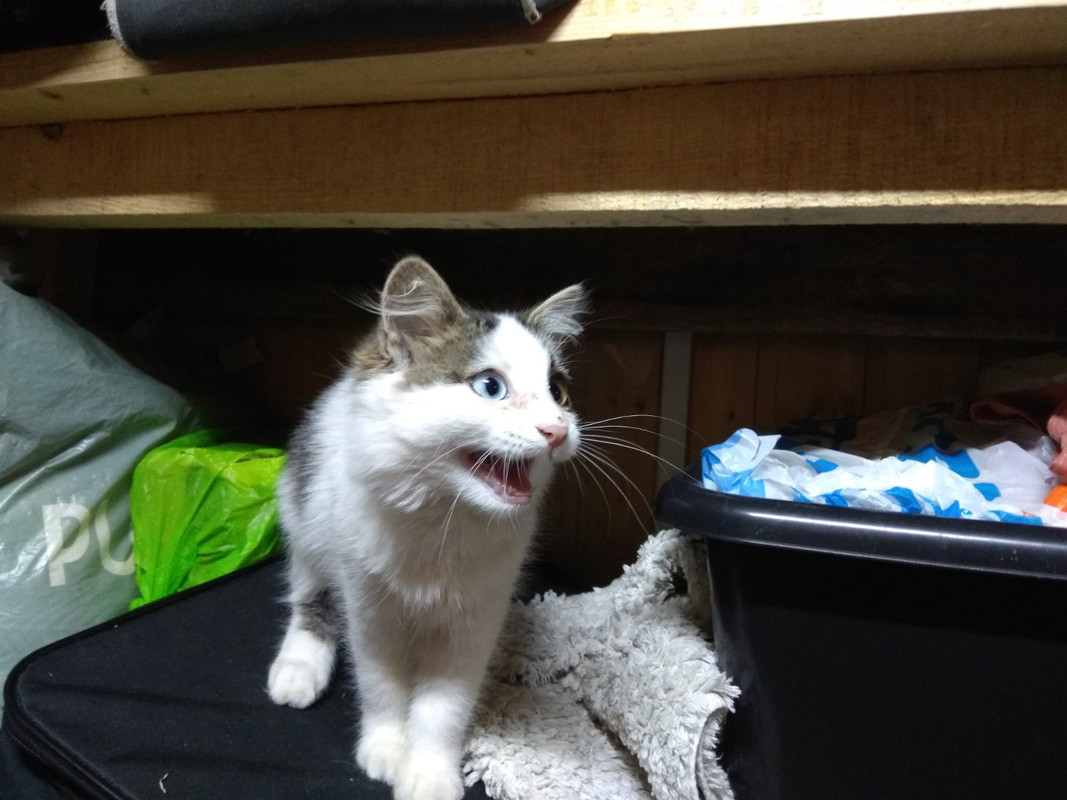 разноглазик3