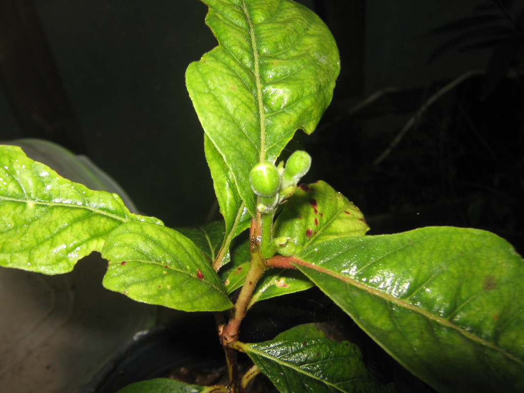 psidium_guineense_20151006T154341