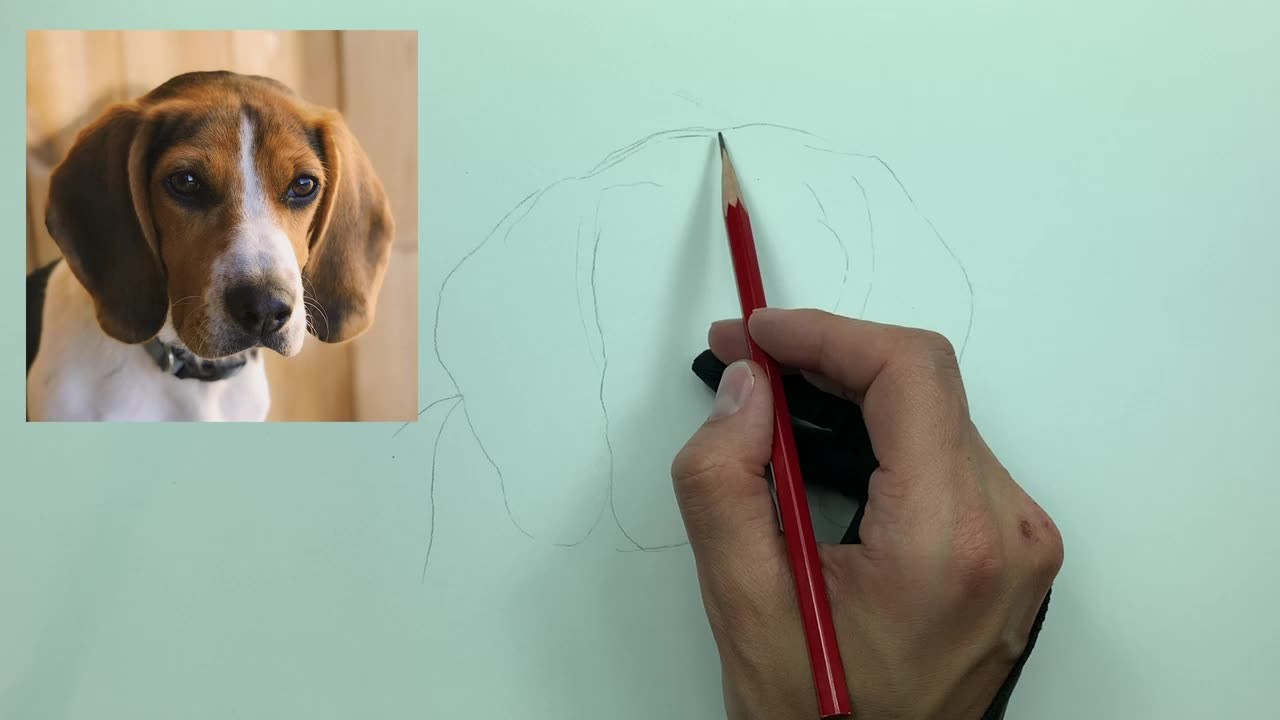 How to Draw a Beagle | Step by Step How to Draw a Beagle | Step by Step