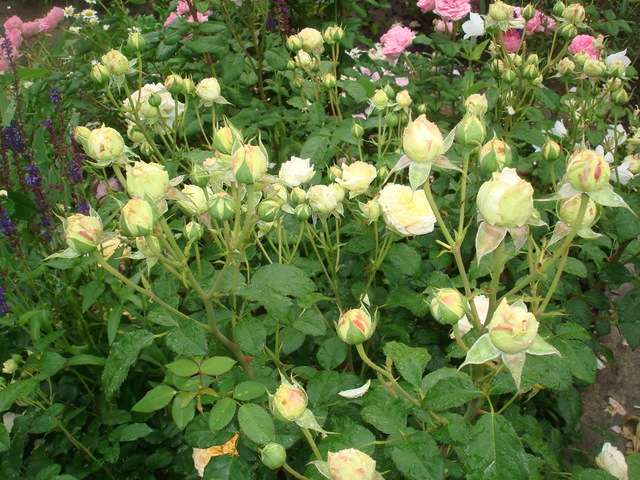 DSC01320