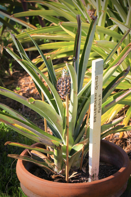 AEF5DA89-040F-4420-B78C-ED2737E7869E_1_201_a