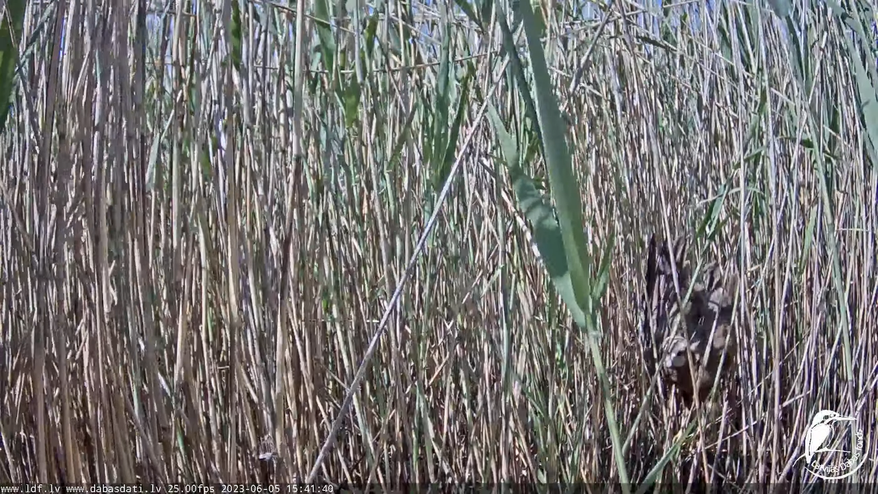 Lielais dumpis (Botaurus stellaris) Engurē - LDF tiešraide 18-16-38 screenshot
