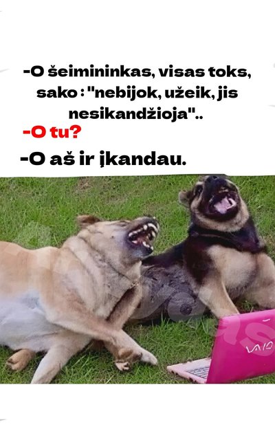 Paveikslėlis