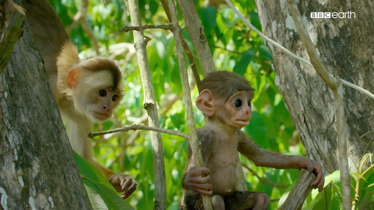 BBC Earth Spy In The Wild S02E01.mkv_snapshot_00.35.277