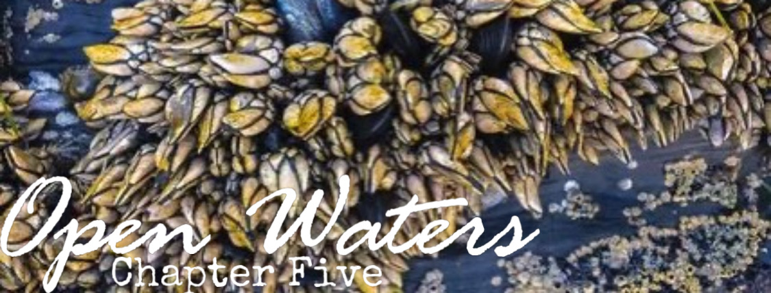 Chapter five: Barnacles group in a cluster  