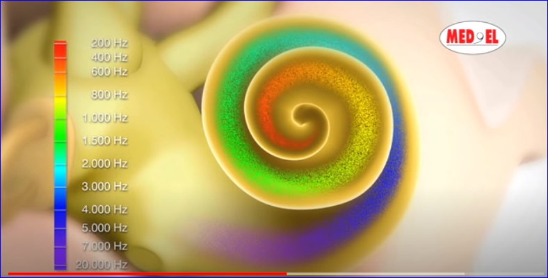 FISIOLOGÍA DE LA COCLEA 1