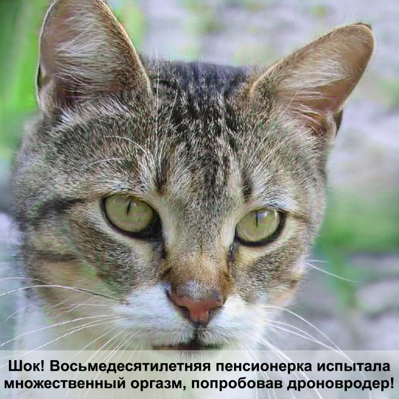 кошка меняет окрас шерсти