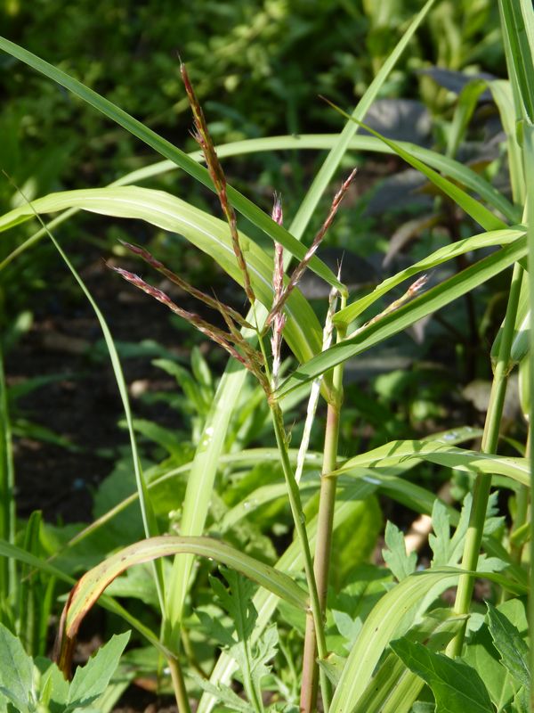 2014-06-11 Miscanthus Vorläufer