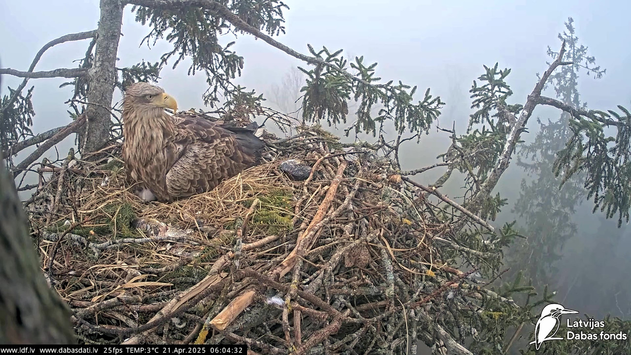 vlcsnap-2025-04-21-07h26m08s771