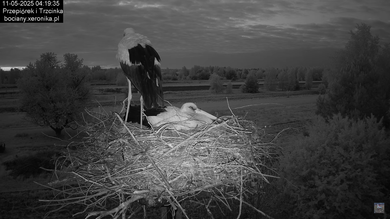 11052025bociany1