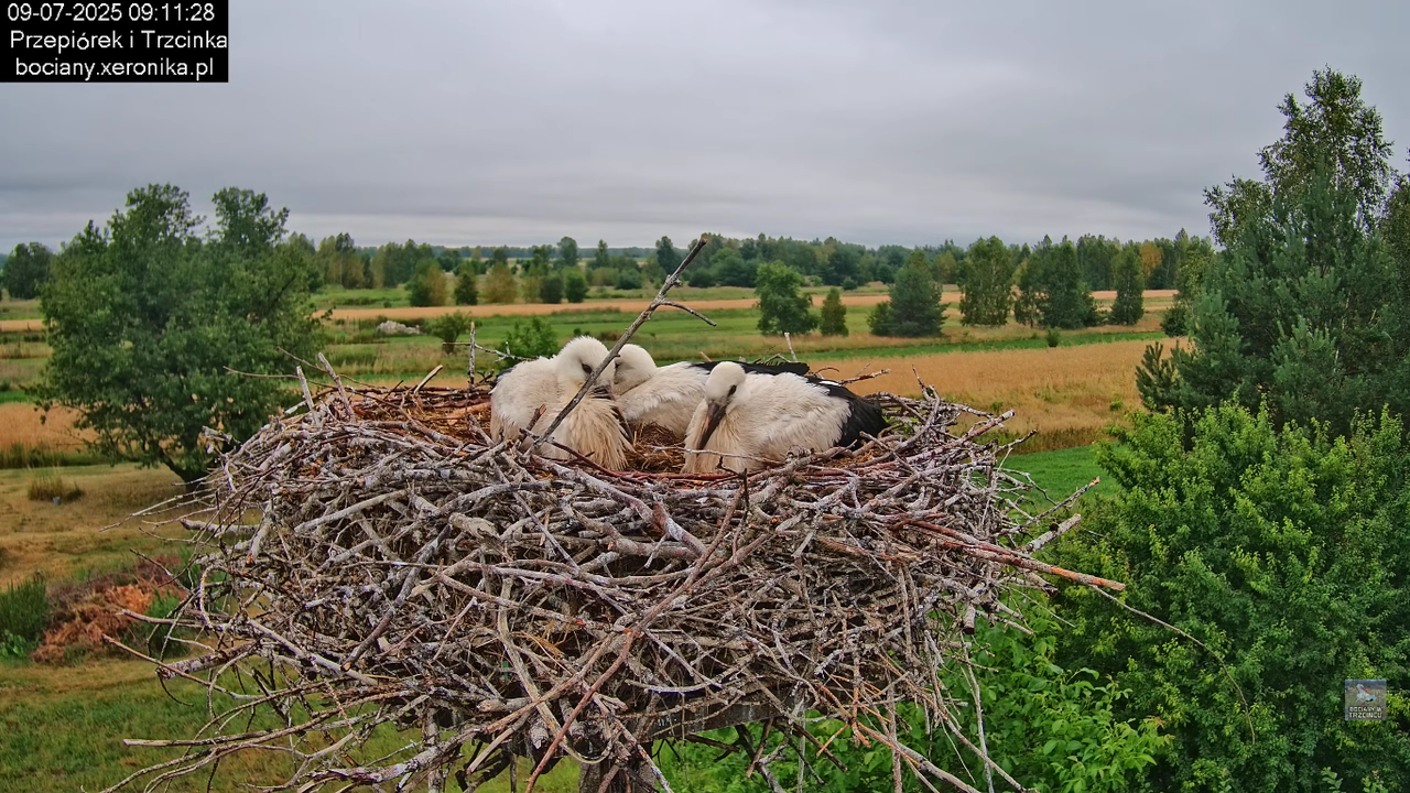 09072025bociany33