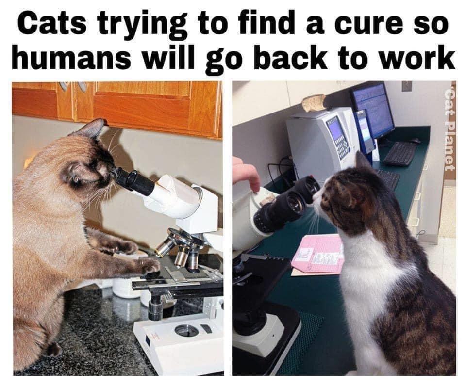 cats-find-a-cure.jpg
