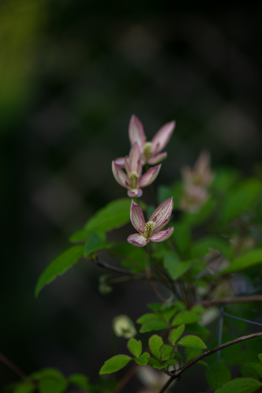 IMG-00f8d796aa5d5a345f16016946a74992-V