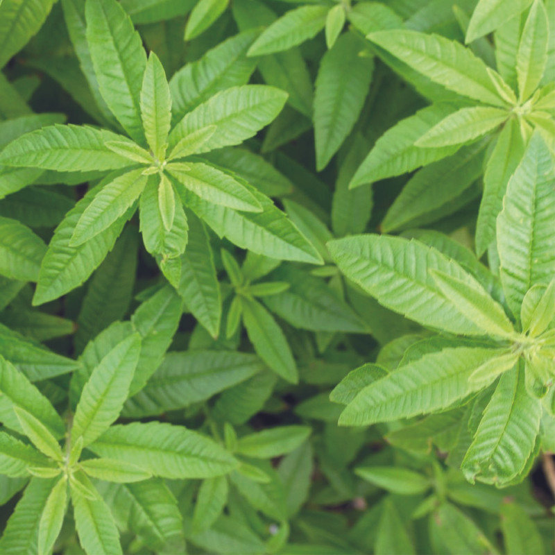 Verveine - Ingrédients Cosmétiques Naturels du Maroc