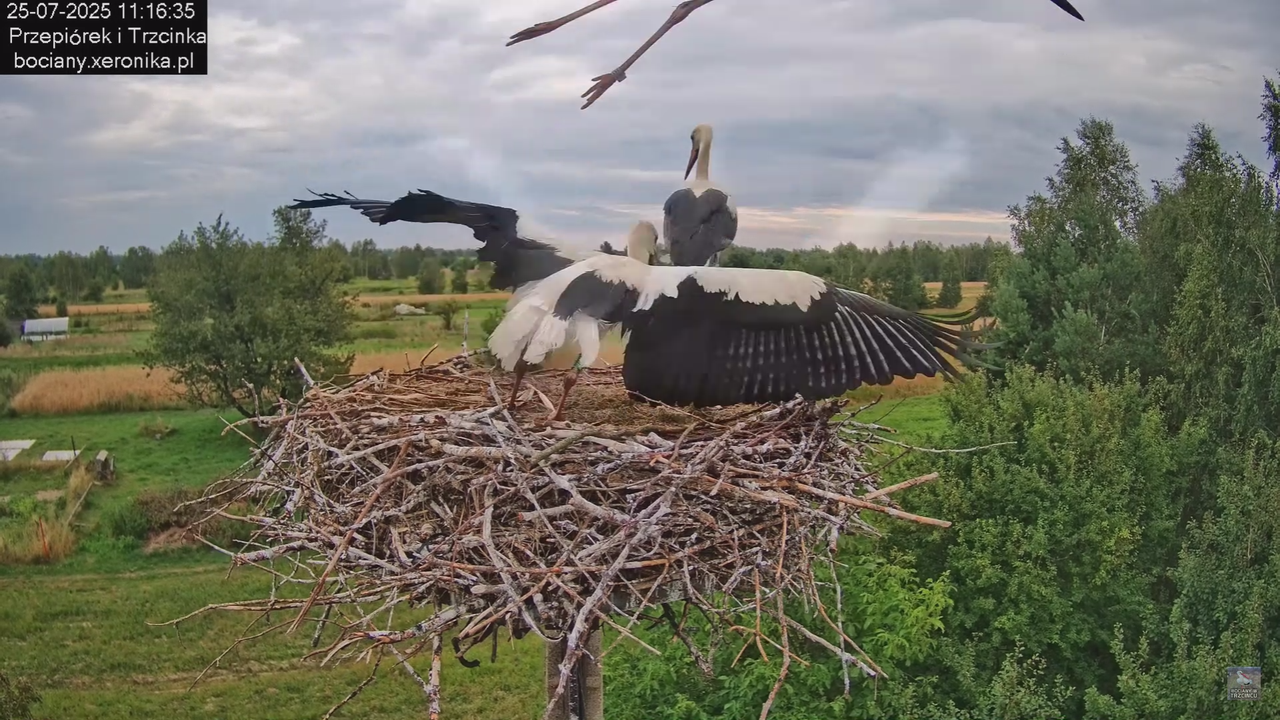25072025bociany38