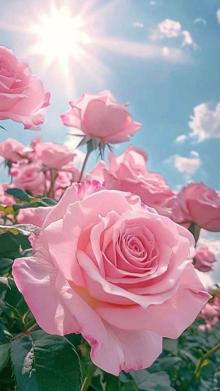 pinkrose1
