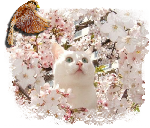 spring-cat-6