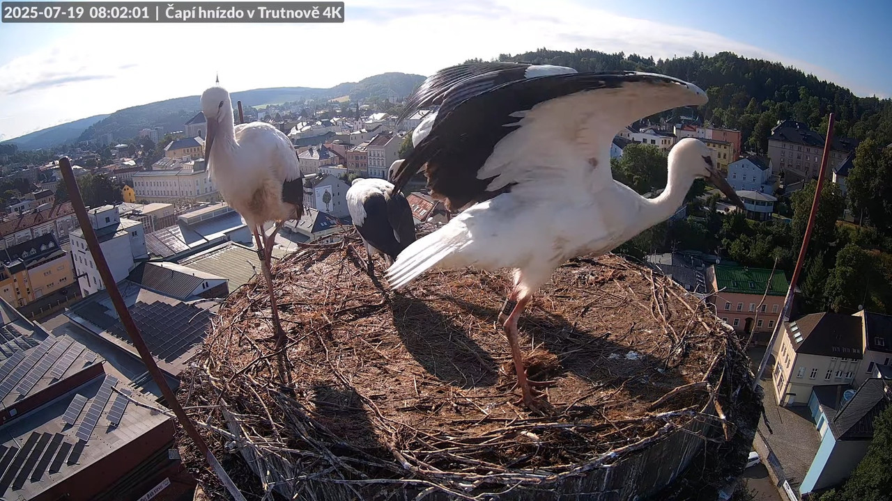 Tiešraide no stārķa ligzdas uz alus darītavas skursteņa Trutnovā 11-18-39 screenshot