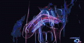 reaction2.gif