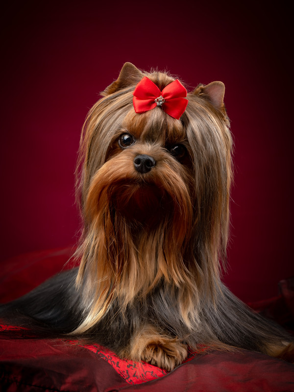 Питомник в супонево йорк терьеров. Йоркширские терьеры-питомник my planet. Питомник йоркширских терьеров ларец чудес. Йоркширский терьер стандарт питомник. Питомник йоркширский терьеров щенок.