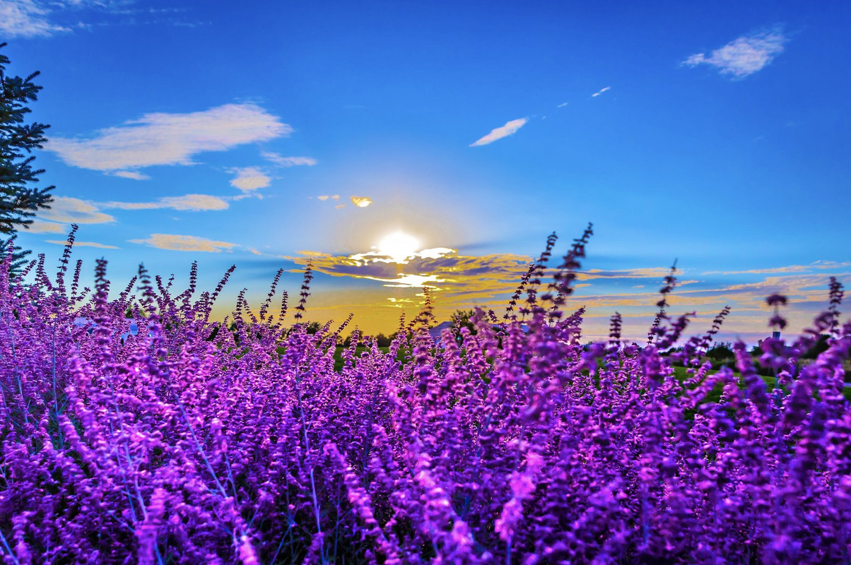 purple-scrub.jpg