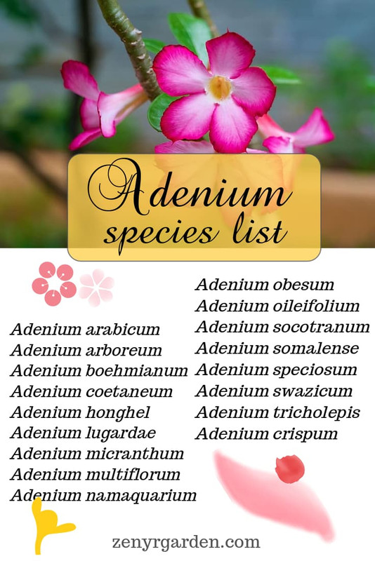 adenium-species-list-pin.jpg