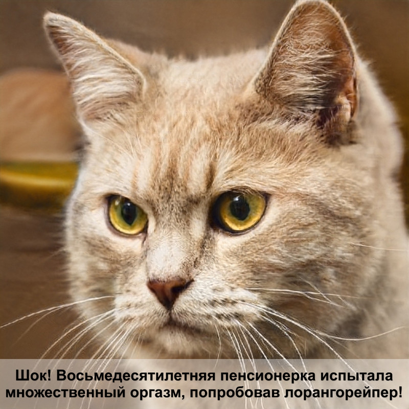 как сделать лежак для кошки своими руками