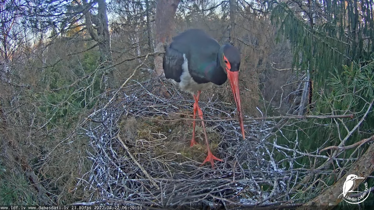 Melnais stārķis (Ciconia nigra) Siguldas novadā - LDF tiešraide 10-39-9 screenshot