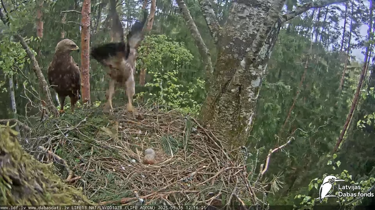 Mazais ērglis (Clanga pomarina), ligzda bērzā 16-21-16 screenshot