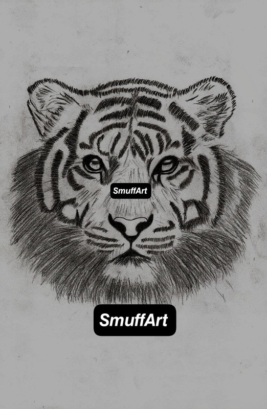 Portrait of the gaze of a tiger