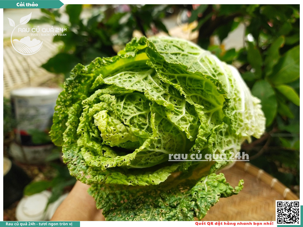 Cải Thảo 20