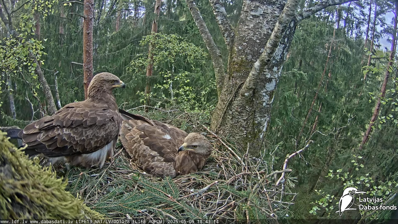 Mazais ērglis (Clanga pomarina), ligzda bērzā 16-47-9 screenshot