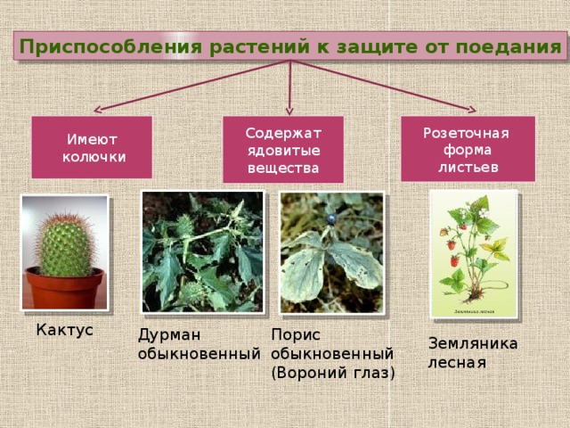 Меры по защите от трескания коры на сливовых деревьях в условиях средней полосы России.