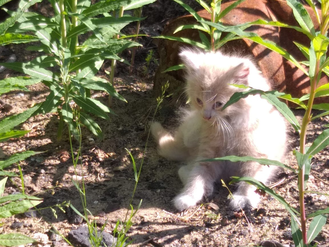 ЗЕЛЕНОГО?СК-2