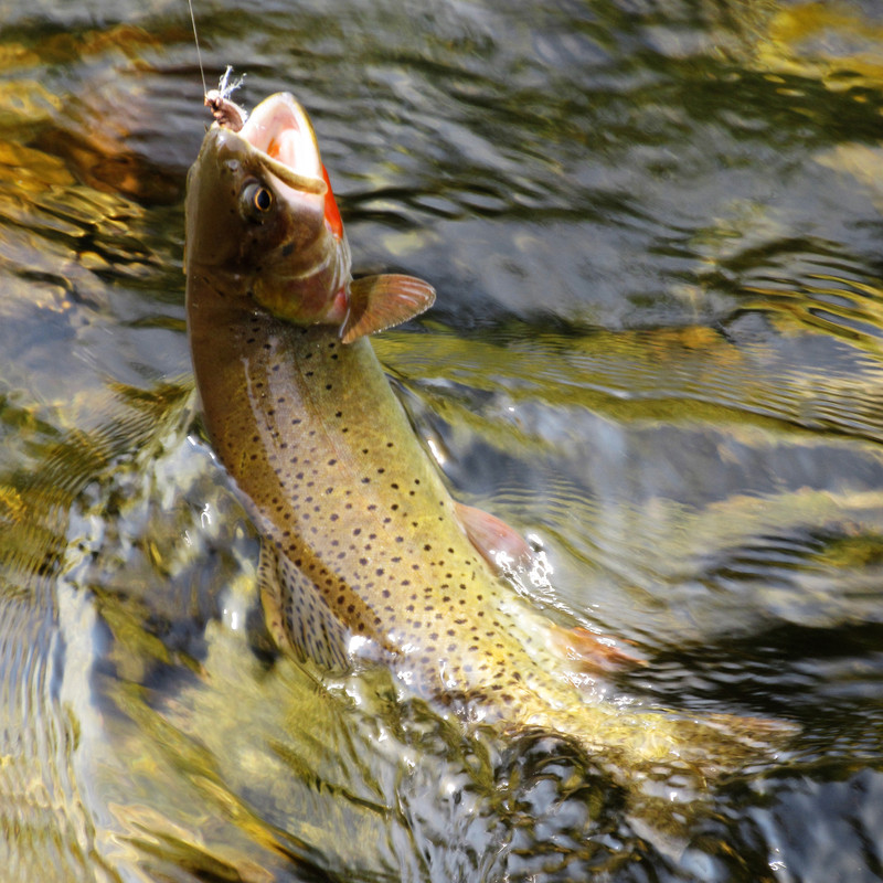 A Yellowstone Cutthroat