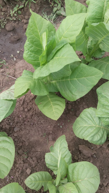 ТЕ?НОПОЛЬСКИЙ-7