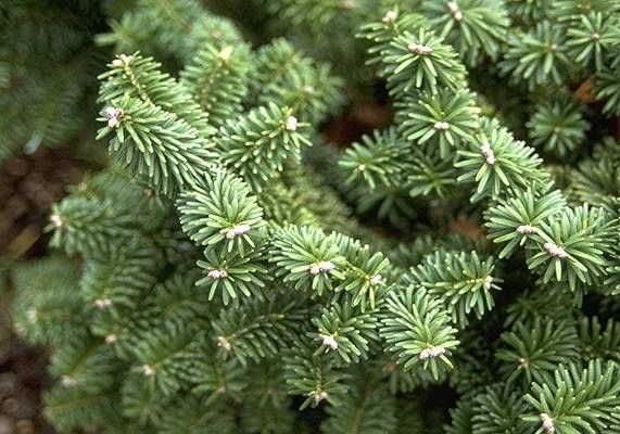 Красота и польза что известно об абиссинской ели balsamea nana.