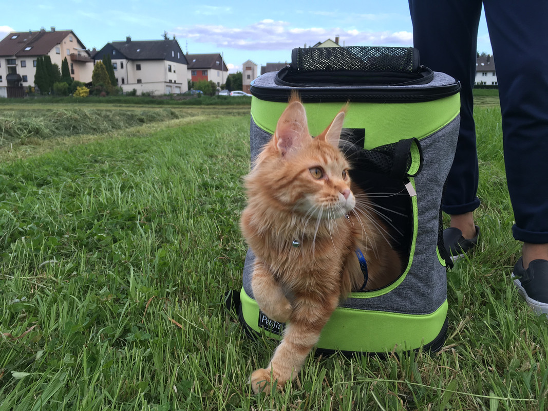 maine coon cat germany 