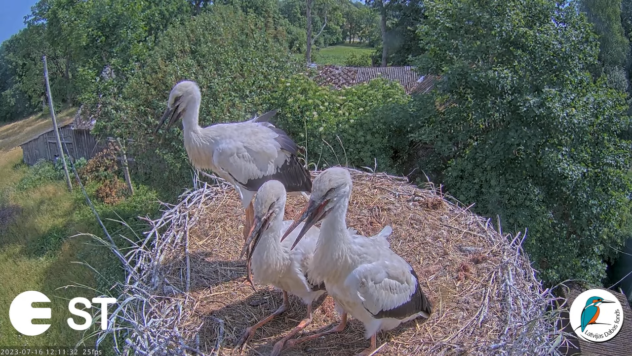 Baltie stārķi (Ciconia ciconia) Tukuma novadā - LDF tiešraide __ White storks in Tukums, Latvia 13-2