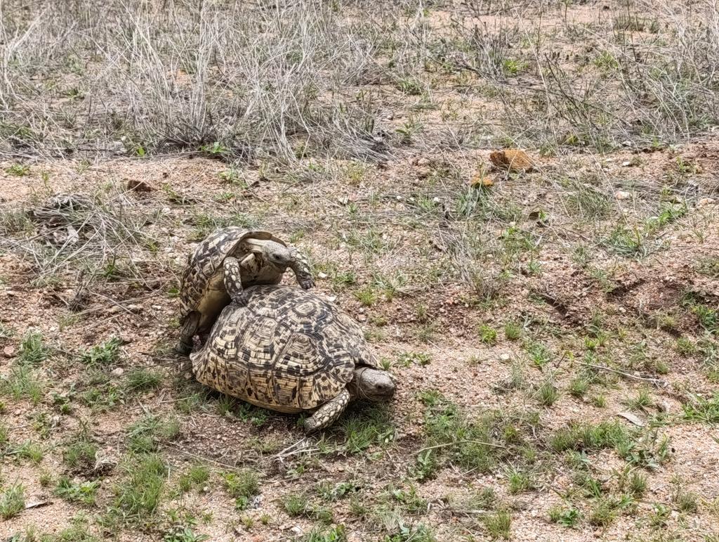 Такая близкая Африка. (ЮАР. 22 дня и 4200 км. Ноябрь-Декабрь) Такая близкая Африка. (ЮАР. 22 дня и 4200 км. Ноябрь-Декабрь)